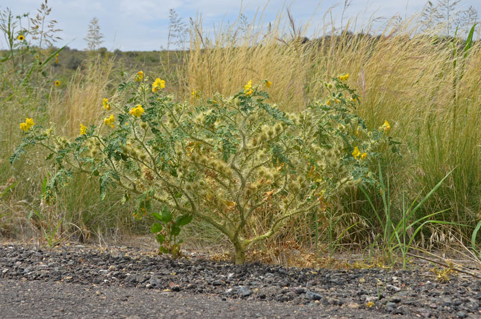 Buffalobur Nightshade has a somewhat artistic profile exaggerated with its myriad of sharp relatively long prickles. Solanum rostratum Buffalobur Nightshade has a somewhat artistic profile exaggerated with its myriad of sharp relatively long prickles. Solanum rostratum